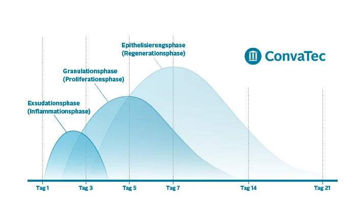 Wundheilungsphasen bei der Heilung chronischen wunden, Wundheilung Granulationsphase